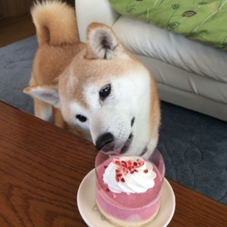 Merry Christmas(*˘︶˘*)