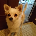 チワワ 雄 怖がり よく吠えます 