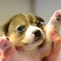【募集停止】寂しがり屋の甘えん坊『ペパーちゃん』