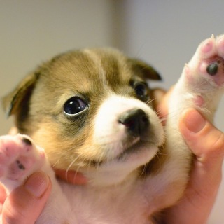 【募集停止】寂しがり屋の甘えん坊『ペパーちゃん』