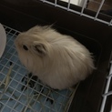 可愛いモルモット♂