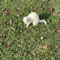 フェレットのももちゃんです