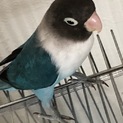 ボタンインコ