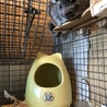 3歳グレイのペア、里親募集 サムネイル3