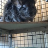 3歳グレイのペア、里親募集 サムネイル4