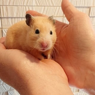 可愛い”キンクマ女の子”人慣れしています！