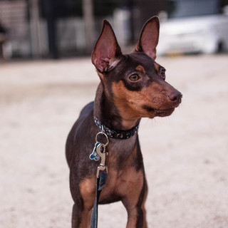 可愛いで元気なミニチュアピンシャー里親様募集です