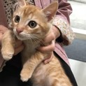 やんちゃざかりチビ茶トラ♂3ヶ月