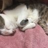寝てます