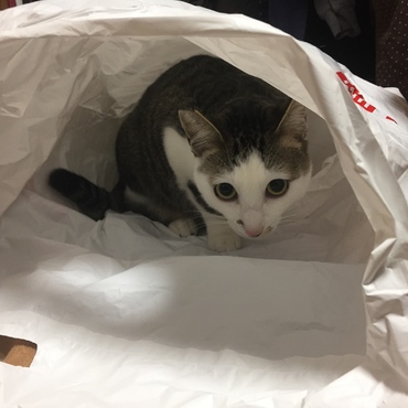 入らない性質だと思ってたら入ってた