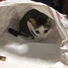 入らない性質だと思ってたら入ってた