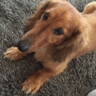 急募！優しい飼い主さん探してます！