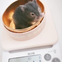 ハムスターの赤ちゃんの里親募集してます‼️