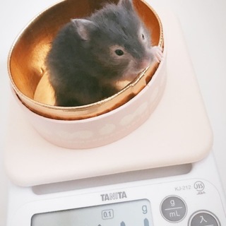 ハムスターの赤ちゃんの里親募集してます‼️