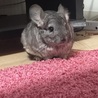 けだま⊂((・x・))⊃