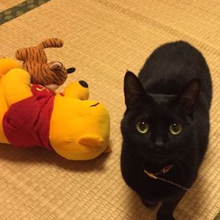 人懐こく綺麗な去勢済オス猫