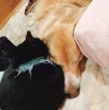 犬猫とも仲良くできるピー君に家族が決まった❣️
