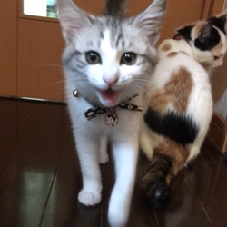 「クリスマスプレゼント♡」サムネイル2