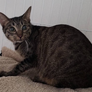 ペコ(№６　キジ）