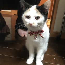 「クリスマスプレゼント♡」サムネイル3