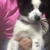 子犬ちゃんの家族を探しています サムネイル2