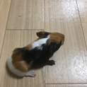 今月生まれたアビシニアンモルモット