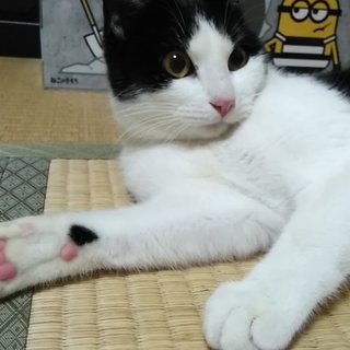 とっても優しく可愛いハチワレちゃん♪再募集