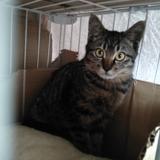 ヤンチャで可愛い女の子♪大きなお目々のキジちゃん