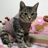 避妊手術後です