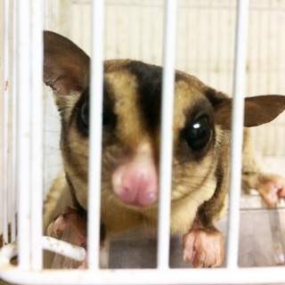 フクロモモンガ 親子 里親様募集