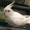 オカメインコ♂里親募集