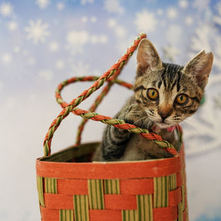 猫とも犬とも仲良くできます。甘えん坊の女の子です。