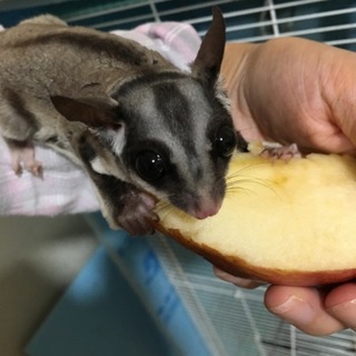 【再掲載】可愛い♡フクロモモンガ♡の里親募集