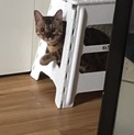 1歳元気なベンガルのおとこのこ