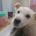友人からの代理