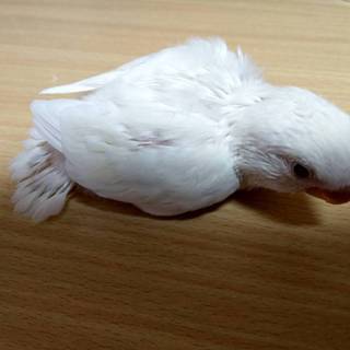 コザクラインコの雛