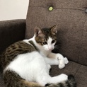 保護猫ちゃんの里親募集