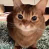 猫の里親(沢山のご応募有り難うございました) サムネイル2