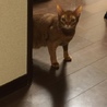 猫の里親(沢山のご応募有り難うございました) サムネイル3
