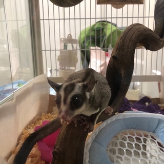 フクロモモンガ（男の子）の里親を探しております。