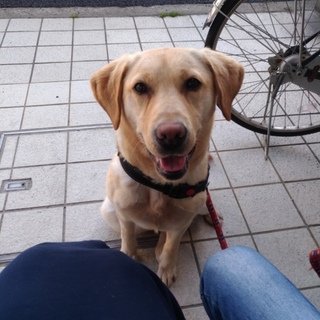 優しい飼い主様見つかりました！