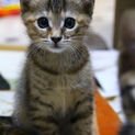 子猫の里親様募集