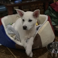 ダン