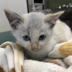 「交通事故にあったミクちゃんのその後、、」サムネイル1