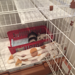 「交通事故にあったミクちゃんのその後、、」サムネイル2