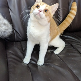 スコティッシュフォールド