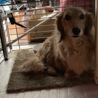 Ｍダックス（♂）４才　シェーデッドクリーム