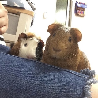男の子のモルモット二匹です！