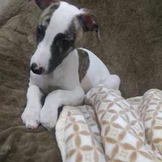 ウィペットの赤ちゃん