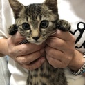 やんちゃでゴロゴロのコキジちゃん
